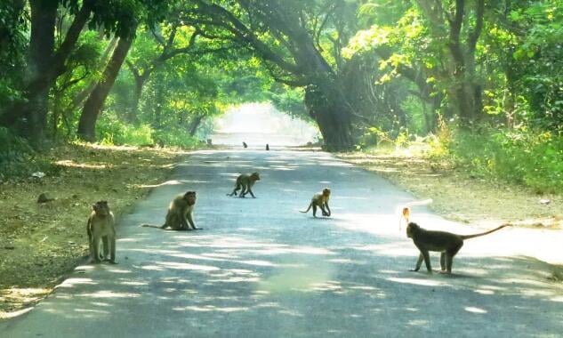Sanjay Gandhi National Park